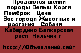 Продаются щенки породы Вельш Корги Пемброк › Цена ­ 40 000 - Все города Животные и растения » Собаки   . Кабардино-Балкарская респ.,Нальчик г.